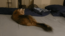 Cat Tail Spin GIF - Cat Tail Spin Spin GIFs