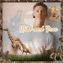 a picture of a man surrounded by giraffes with the words wild and free above him