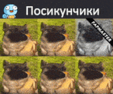 a collage of images of a pug with the caption fapmaster