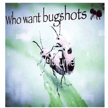 a picture of two bugs with the words who want bugshots written above them