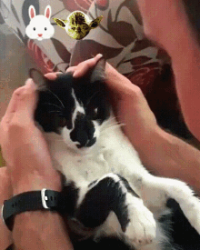 a person is petting a black and white cat