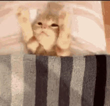 Cat Sleeping Polloxp GIF - Cat Sleeping Polloxp GIFs