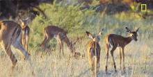Impalas National Geographic GIF - Impalas National Geographic Savage Kingdom GIFs