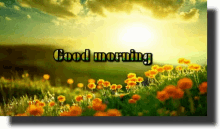 Good Morning Flowers GIF - Good Morning Flowers Sun GIFs