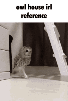 Owl House Irl GIF - Owl House Irl Reference GIFs