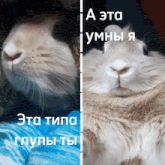 a close up of a rabbit 's face with the words " a эта умны я " in white letters