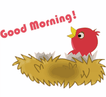 good morning bird nest