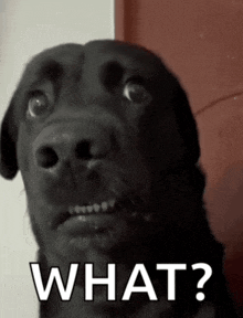 a black dog with a surprised look on his face and the words what written below him