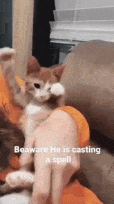 Cat Meme GIF - Cat Meme GIFs