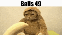 Balls Balls 49 GIF - Balls Balls 49 Cat GIFs