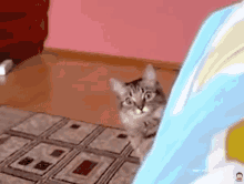 Cat Shocked Cat GIF - Cat Shocked Cat Shocked GIFs