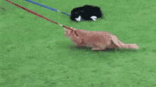 Walking GIF - Cat Leash Cats GIFs