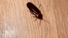 Cockroach Funny GIF - Cockroach Funny Prosthetic GIFs