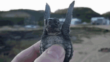 turtleday turtle