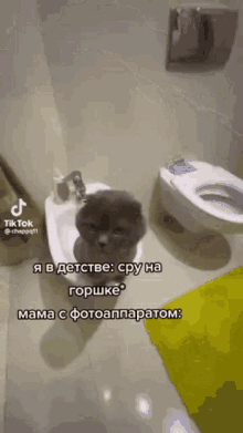 Kitty Bedolaga GIF - Kitty Bedolaga Toilet GIFs