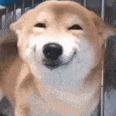 a shiba inu dog is smiling and looking at the camera while sitting in a cage .