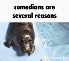 Comedians Are GIF