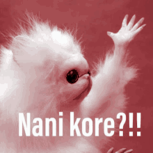 Nani Kore Meme Cat GIF - Nani Kore Meme Cat GIFs