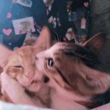 Fourth Biting Gemini Two Cats GIF - Fourth Biting Gemini Two Cats Cat Memes GIFs