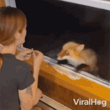Giving Food Viralhog GIF - Giving Food Viralhog Feeding A Fox GIFs
