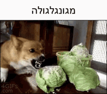 Dog Lettuce GIF - Dog Lettuce מגונגלגולה GIFs
