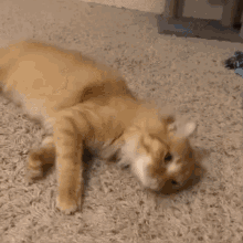 Cat Cute Cat GIF - Cat Cute Cat Cat Roll GIFs