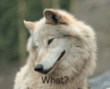 a close up of a wolf 's face with the words " what " written below it