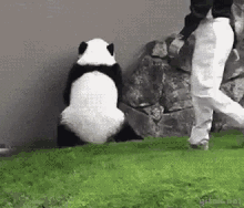 Panda Busted GIF