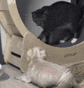 a cat is playing with a dog on a circular cat wheel .