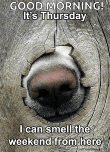 a picture of a dog 's nose that says good morning it 's thursday