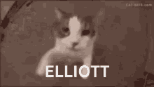 Elliott GIF