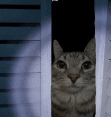 a cat is peeking out of a doorway with the letters j and a on the bottom right
