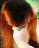 Golden Monkey Evil Golden Snub Nosed Monkey GIF