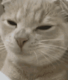 Cat Eating GIF - Cat Eating Chewing GIFs