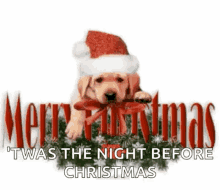 puppy cute merry christmas night before christmas