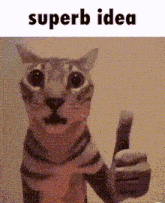 a cat is giving a thumbs up with the words superb idea behind it