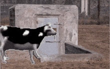 a black and white cow is standing in front of a door that says ' no entry ' on it