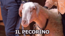 Pecorino Pecora Formaggio Buono Masterchef Junior GIF - Pecorino Cheese Sheep GIFs