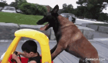 Funny Animals Dogs GIF - Funny Animals Dogs Good Dog GIFs