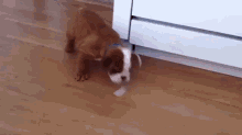 Tough Puppy Battles Ice Cube GIF - Ice Cube Puppy Attack GIFs