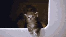 Cat Dramatic GIF - Cat Dramatic Kitten GIFs