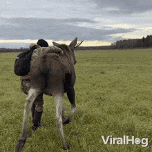 Riding A Moose Viralhog GIF - Riding A Moose Viralhog Hitching A Ride GIFs
