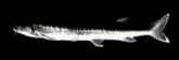 a black and white image of a fish on a colored background