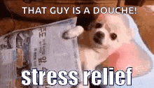 a dog is reading a newspaper with the caption that guy is a douche stress relief .