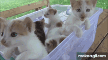 Kittens GIF