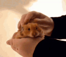 Petting Cute Hamster GIF