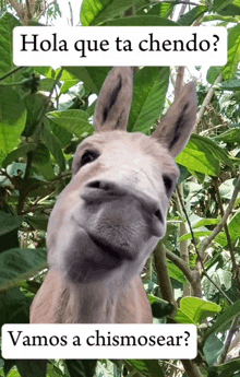 a picture of a donkey with the words hola que ta chendo below it
