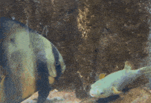 a fish with a yellow tail is swimming next to another fish