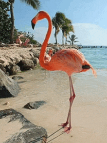 Flamingo GIF