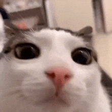 a close up of a cat 's face looking at the camera with big eyes .